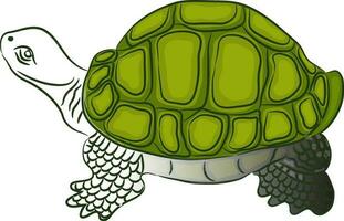 Line art illustration of tortoise in green color. vector