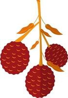 Red lychees with orange leaves. vector
