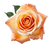 Orange escalade Rose fleur génératif ai png