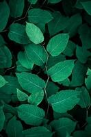 verde japonés knotweed planta hojas en primavera, verde antecedentes foto