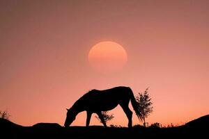 horse silhouette in the countryside and beautiful sunset background photo