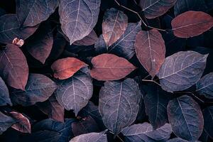 red japanese knotweed plant leaves in autumn season, red background photo