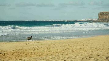 uma cachorro corre em a de praia às pôr do sol video