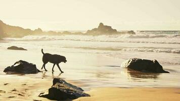 un perro carreras en el playa a puesta de sol video