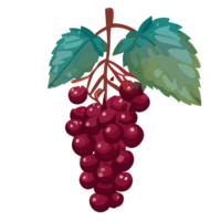 Elderberry transparent background,Ai generative png