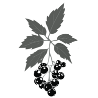 Elderberry transparent background,Ai generative png