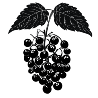 Elderberry transparent background,Ai generative png