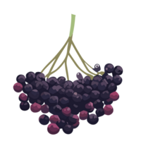 Elderberry transparent background,Ai generative png