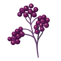 Elderberry transparent background,Ai generative png