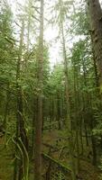 liscio volo fra il alberi vicino per rami nel un' favoloso primavera foresta video