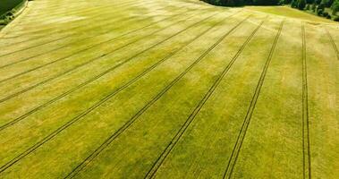 aerial panoramic field over beautiful springtime golden flower of rapeseed, wheat or rye is plant for green industry video