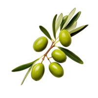 Olive twig with several green olives on it. Illustration AI Generative png