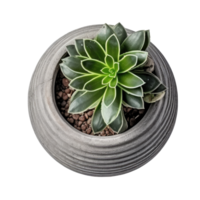 Small succulent in a pot isolated. Illustration AI Generative png