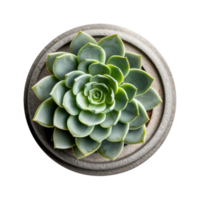 Small succulent in a pot isolated. Illustration AI Generative png