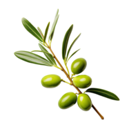 Olive twig with several green olives on it. Illustration AI Generative png