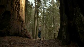 caucasiano caminhante com lanterna explorando gigante sequoias floresta dentro Califórnia sequóia e reis desfiladeiro nacional parques. video