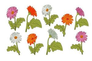 Set of hand drawn outline blooming colorful gerberas Vector flat isolated gerberas daisy flowers with leaves on white background. Perfect for stickers, tatoo, pattern, background, wrapping paper
