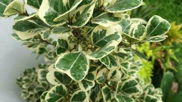 a borboleta banyan plantar é uma plantar este tem a científico nome ficus triangularis. isto plantar tem uma verde base cor com branco fragmentos dentro a meio. Porque do isto listrado cor video