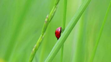 stippel lieveheersbeestje aan het eten fabriek luis net zo gunstig insect en fabriek luis moordenaar net zo biologisch plaag controle en biologisch pesticide voor biologisch tuinieren zonder pesticiden tegen parasieten Leuk vinden fabriek luis video