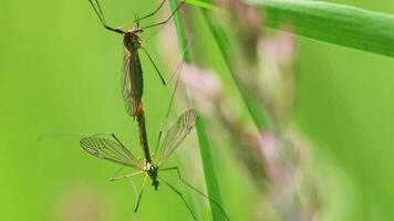 Kran fliegen Paar zeigen Paarung Verhalten im Frühling zum Reproduktion von Mücken und Mücken im Grün Wiese hängend im Gras im Nahansicht Makro Aussicht mit lange Beine und Flügel Paarung zusammen im Paarung Zeit video