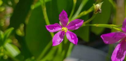 talino fruticoso flor, comúnmente conocido como Ceilán espinaca, hoja de agua, cariru, gbure, Surinam verdolaga, filipino espinaca, Florida espinaca, hierba caseras para cocinar flor de la fama, lagos bologui, y novio foto