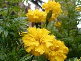 amarillo y naranja maravilla flores tagetes en floración foto