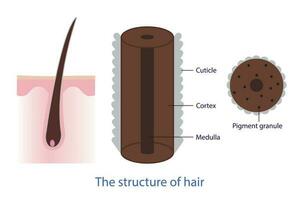 The structure of hair vector isolated on white background. Cross section showing the layer of hair shaft, three anatomical regions, cuticle, medulla, pigment granule and cortex. Hair anatomy concept.