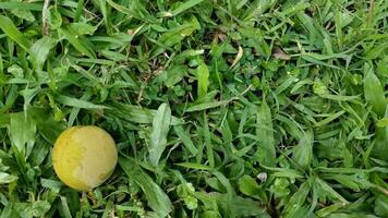 Yellow nutmeg fruit, buah pala in Indonesian, falling on green grass photo