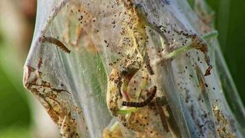 beaucoup filage papillon de nuit les chenilles comme chancre vers dans soyeux cocon infester des arbres et attaque les plantes comme énorme chenille colonie avant métamorphose à filage papillon de nuit sont une dangereux fil pour biologique fermes video