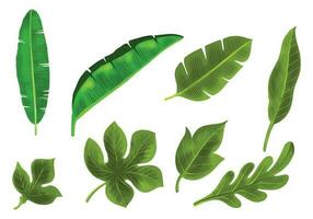 Realistic tropical plants green leaf set design vector