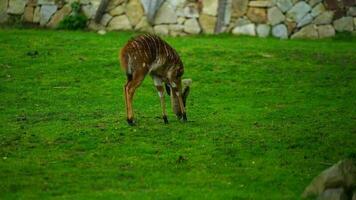 video di pianura nyala nel zoo