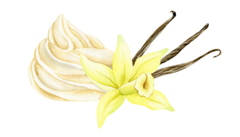 vanille dessert avec vanille fleur et gousses. crème blanc zéfir. aquarelle main tiré illustration. isolé. pour menu, emballage conception, La publicité png