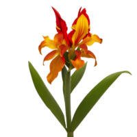 canna flower red beauty flora green leaf to decoration png