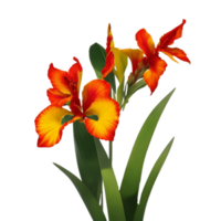 canna flower red beauty flora green leaf to decoration png