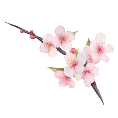 cherry-blossom-watercolor-png.png