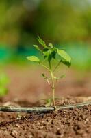 indio agricultura algodón bebé árbol, pequeño planta crecer en granja foto