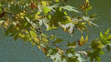 Tree Leaves by the Lake in the Forest video