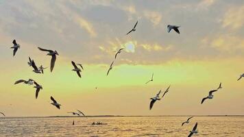gaviotas son volador libremente en el puesta de sol playa cielo video