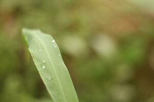 antecedentes con un naturaleza thema con pequeño hoja en el lado. foto