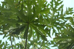Nature theme background of fresh papaya leaves in low angle photo