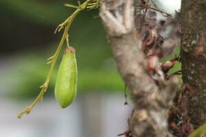 Belimbing Wuluh, very sour, is used as a seasoning for cooking sour vegetables. photo