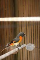 American Robin Turdus migratorius in a cage. photo