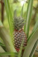 el verde piña es todavía en el árbol, el rojo piña Fruta ese es acerca de a madurar mira atractivo y es lleno de rojo espinas foto