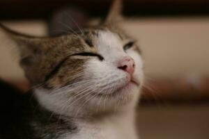 Front view of cute beautiful cat sleeping in her dreams photo