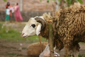 de cerca de un cabra atado a un polo acerca de a ser sacrificado para eid foto