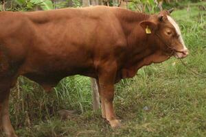 Close-up of a cow's head tied to a pole about to be sacrificed for Eid photo