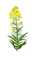 Canola flowers. Floral design. Rapeseed sprig. Rape plant with colza or mustard buds. Vector isolated illustration of yellow flowers.