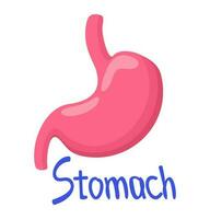 Vector isolated illustration of stomach with lettering.