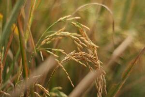 The yellow paddy fields are ready to be harvested photo