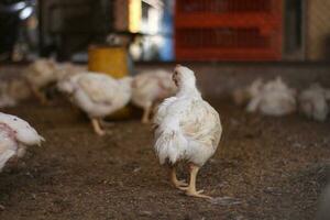 Overweight broiler chickens. A home business for the purpose of meat poultry farming. White chicken farm photo